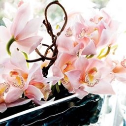 Cymbidium saksijska biljka